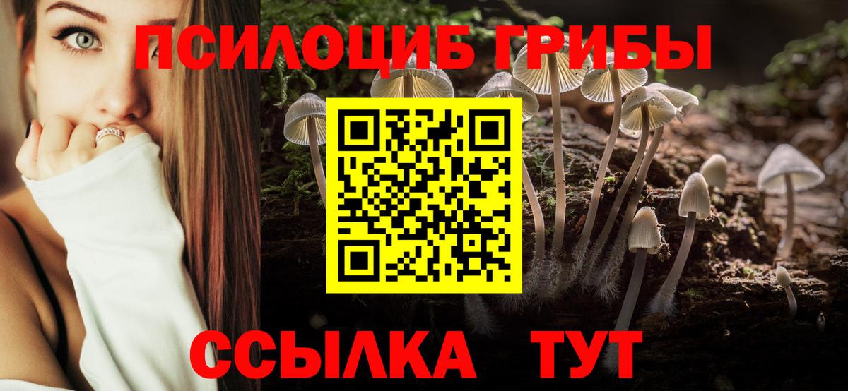 Чехов  как найти закладки  Вход с VPN  Галлюциногенные грибы Psilocybine cubensis 